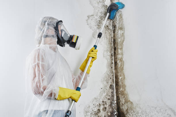 Best Mold Remediation for Healthcare Facilities  in Mccoll, SC